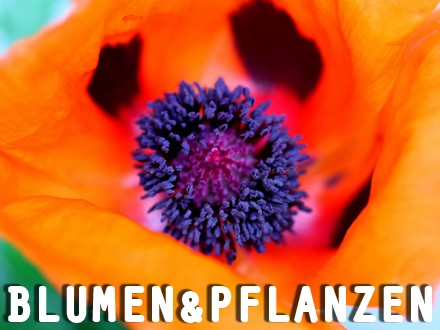 blumen und pflanzen 2019